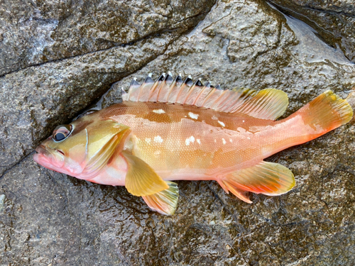 アカハタの釣果