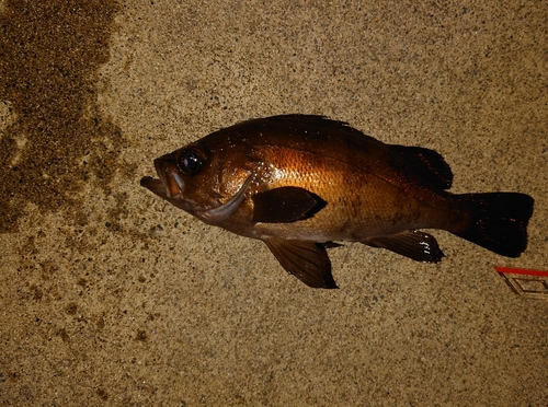 メバルの釣果