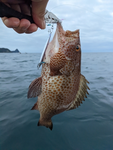 オオモンハタの釣果