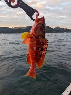 アカハタの釣果