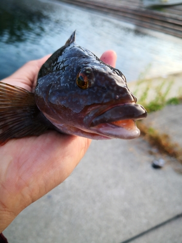 アイナメの釣果