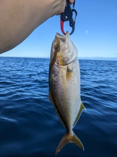 ショゴの釣果