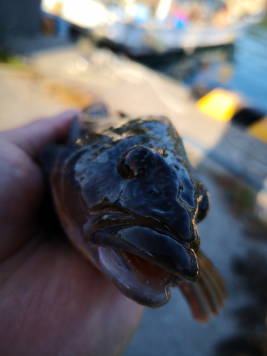 アイナメの釣果