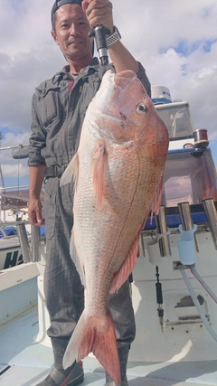 マダイの釣果