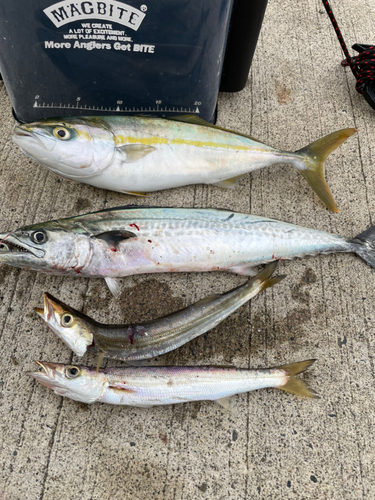 ワカシの釣果