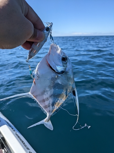 イトヒキアジの釣果