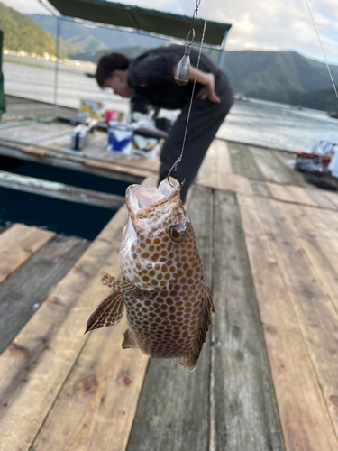 オオモンハタの釣果