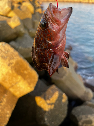 キジハタの釣果