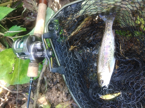 ニジマスの釣果