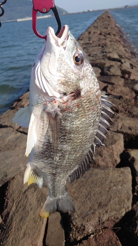 キビレの釣果