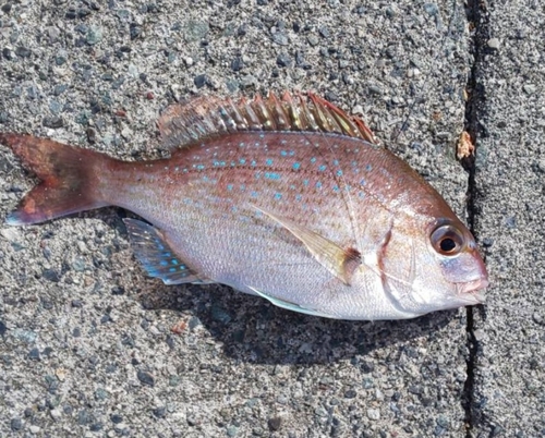 チャリコの釣果