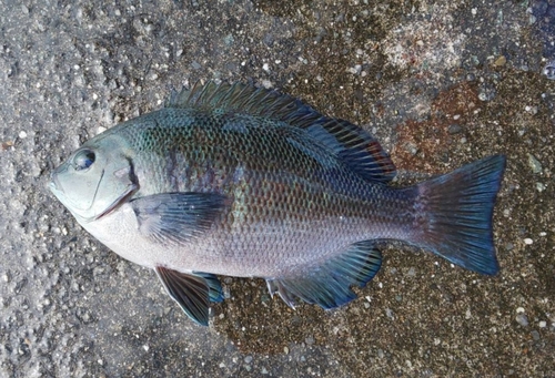 メジナの釣果