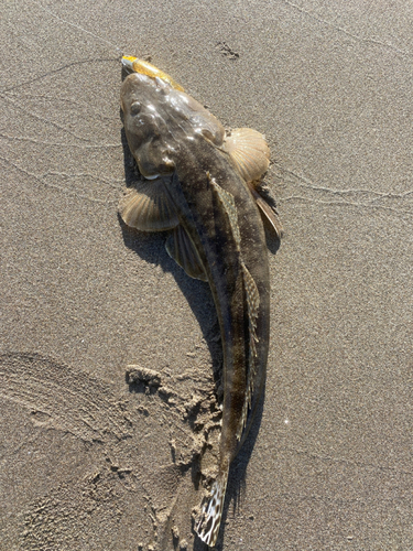 マゴチの釣果