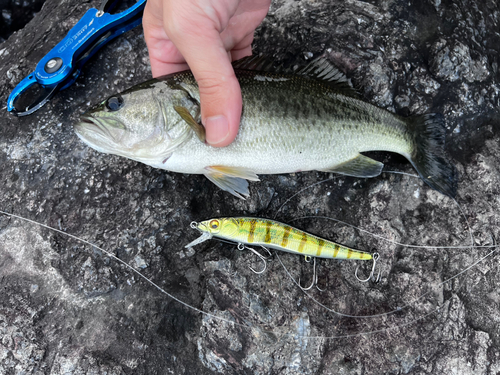 ブラックバスの釣果