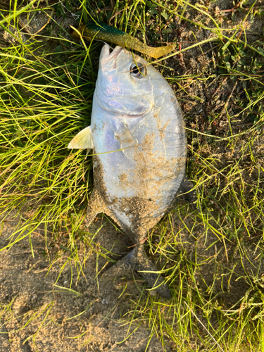 メッキの釣果