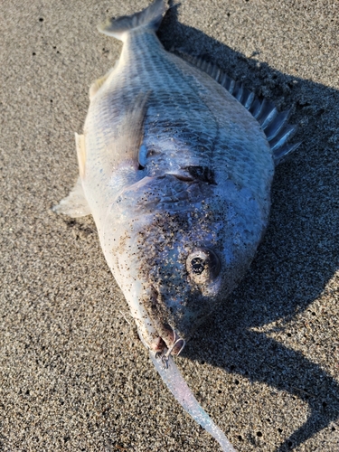 キビレの釣果