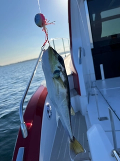 シロサバフグの釣果