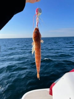 オキエソの釣果