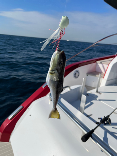 シロサバフグの釣果