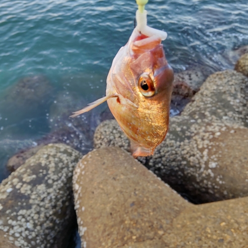 チャリコの釣果