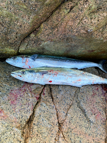 サゴシの釣果