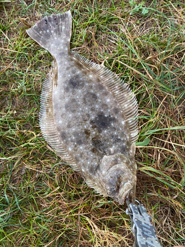 ヒラメの釣果