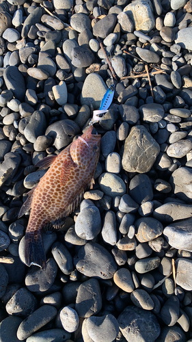 オオモンハタの釣果