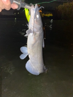 アメリカナマズの釣果