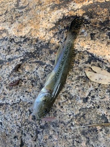 ハゼの釣果