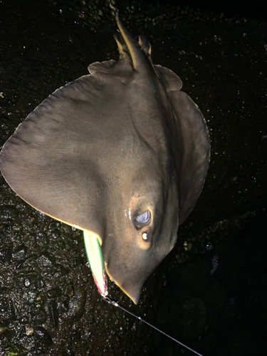 アカエイの釣果