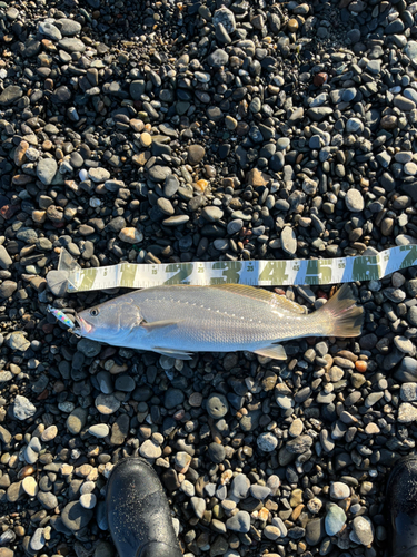 オオニベの釣果