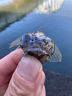 ウロハゼの釣果