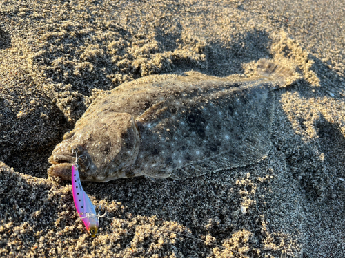 ヒラメの釣果