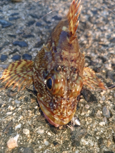 カサゴの釣果