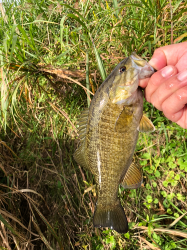 スモールマウスバスの釣果