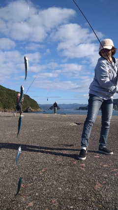 トウゴロウイワシの釣果