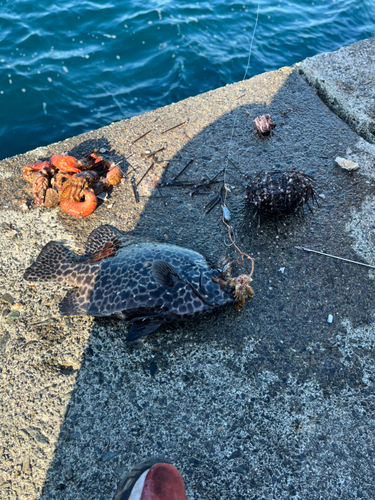 イシガキダイの釣果