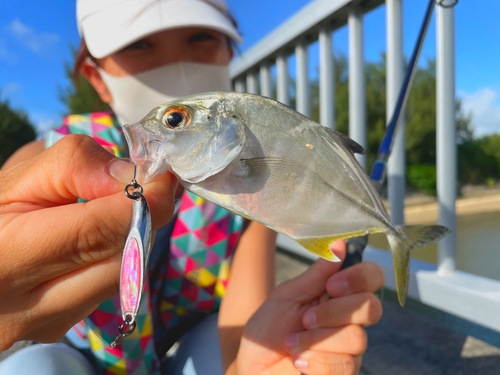 ギンガメアジの釣果