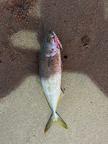 ハマチの釣果