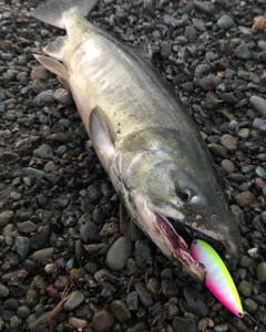 シロザケの釣果