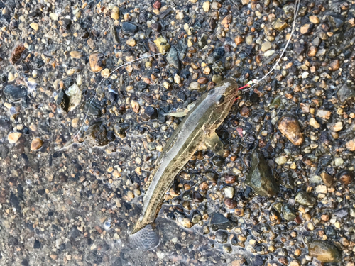 マハゼの釣果