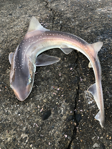 ホシザメの釣果