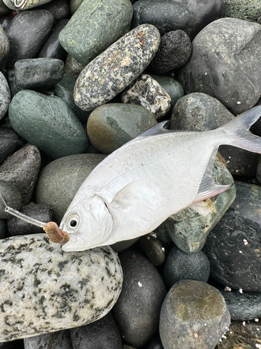 コバンアジの釣果