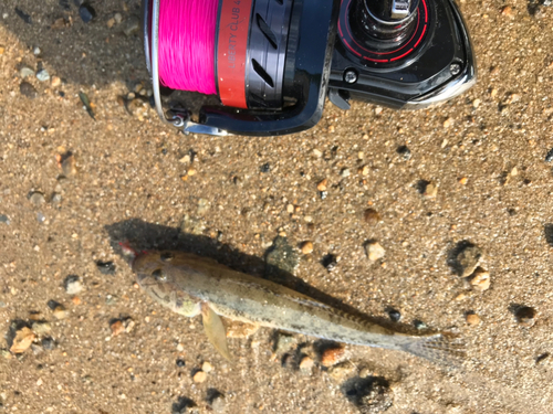 マハゼの釣果