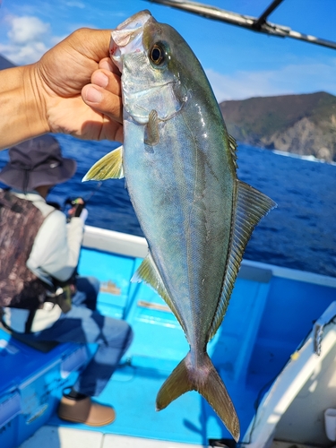 ネリゴの釣果