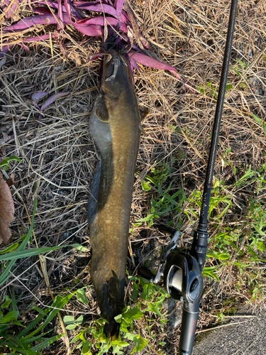 ナマズの釣果