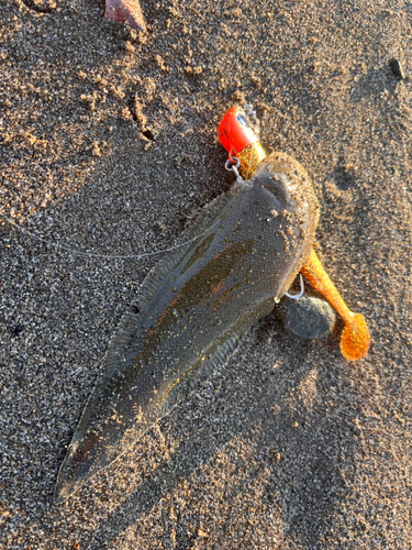 シタビラメの釣果