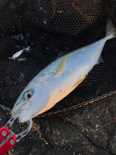 ワカシの釣果