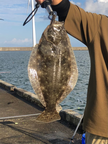 ヒラメの釣果