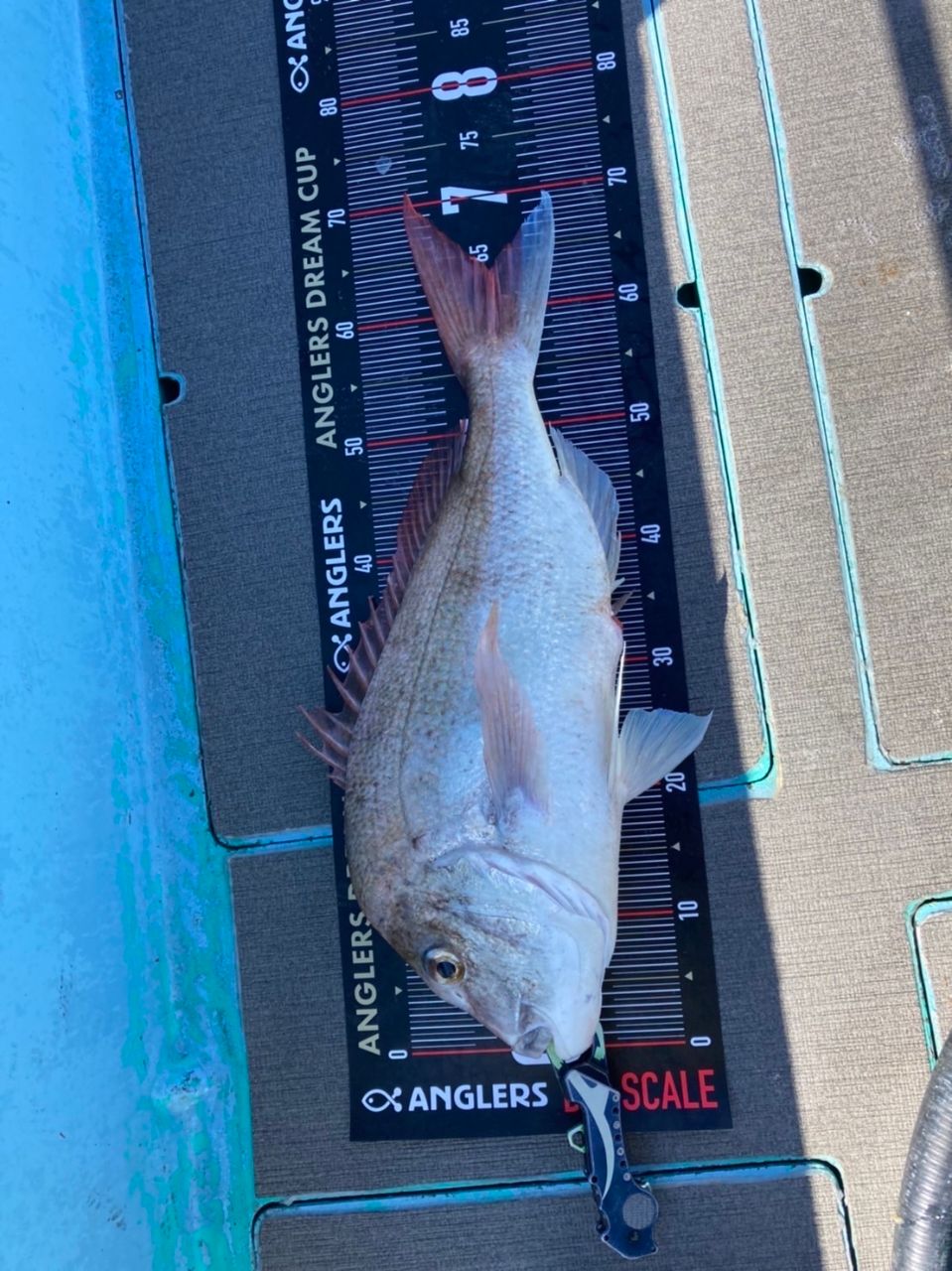 アングラー25525565さんの釣果 2枚目の画像